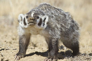 Amerikai badger - mobbbler, striker a ram-on